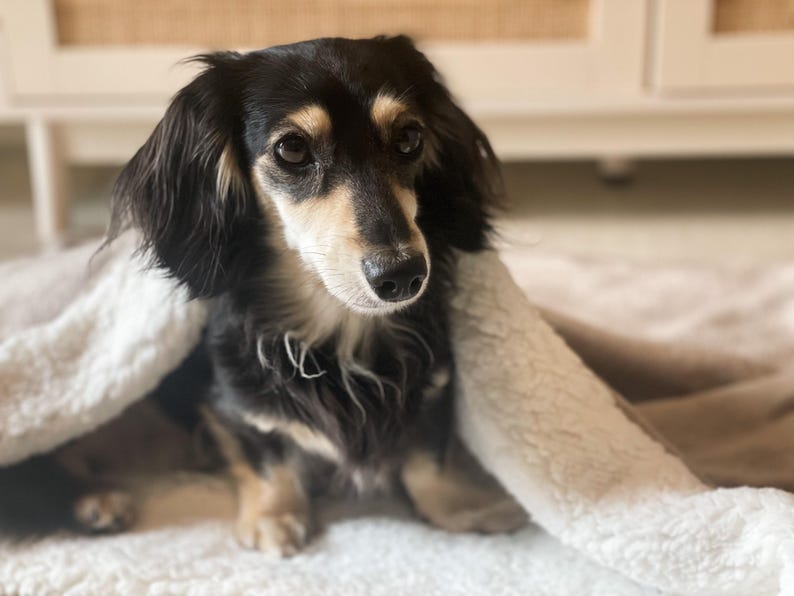 May include: A black and tan dachshund dog is under a white fluffy blanket. The dog has long, floppy ears and a gentle expression. The background is softly blurred, with a glimpse of a white cabinet.