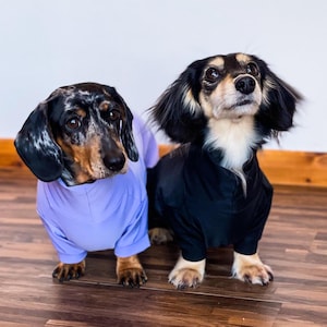 Op de afbeelding: Twee kleine honden die bijpassende truien dragen. De hond links is een teckel met een zwart-bruine gevlekte vacht en draagt een lavendelkleurige trui. De hond rechts is een langharige teckel met een zwart-witte vacht en draagt een zwarte trui.
