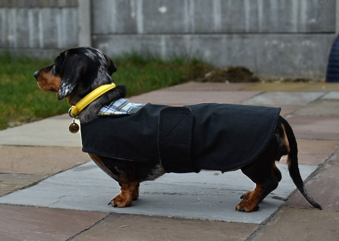 Luxury Dachshund Wax Coat, Dachshund Waterproof Coat, Custom Made Dog Coat, Dachshund Gift Etsy