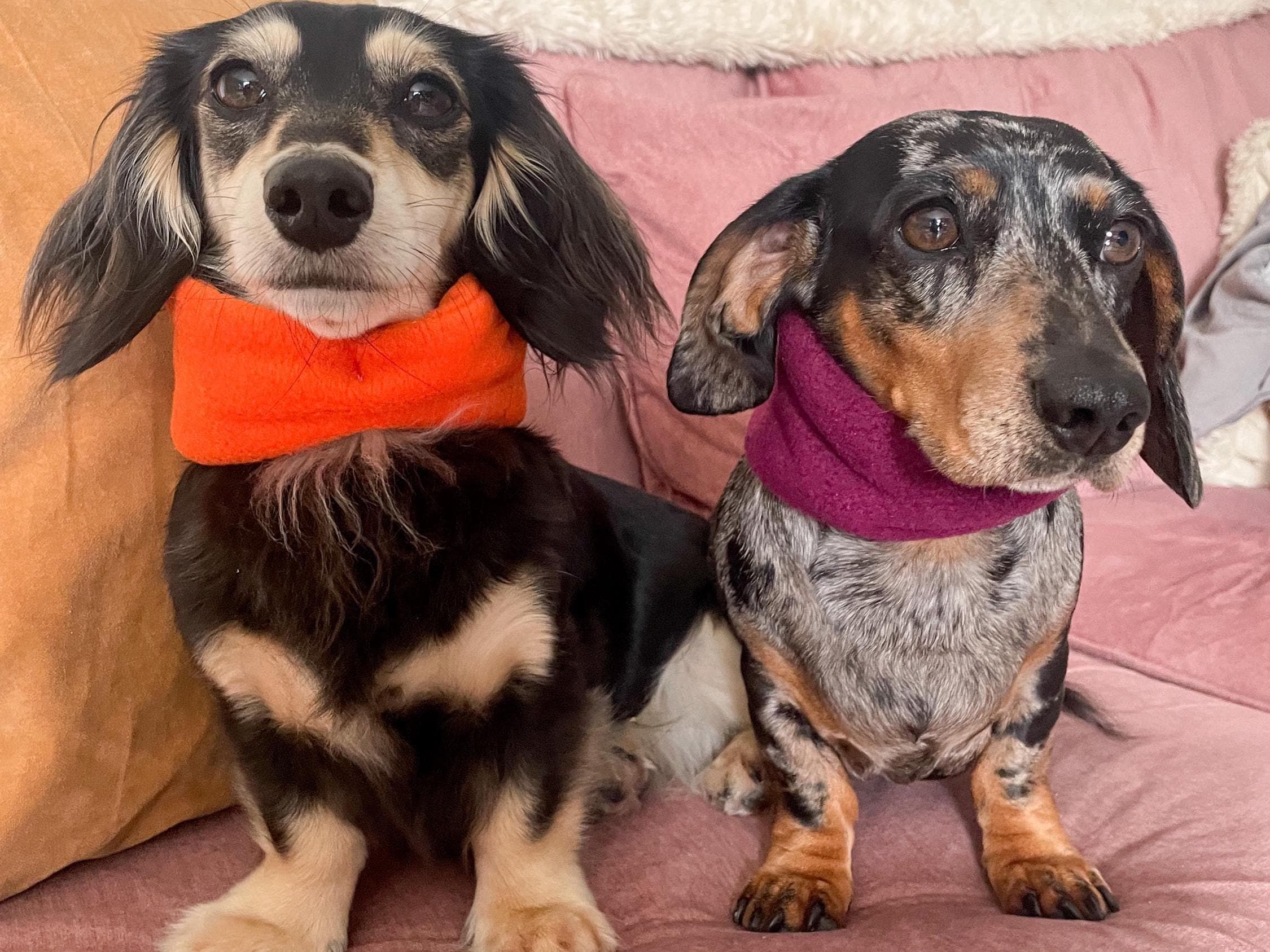 Crusoe Weiner Dog Vine Dog Carrying Present Costume Online