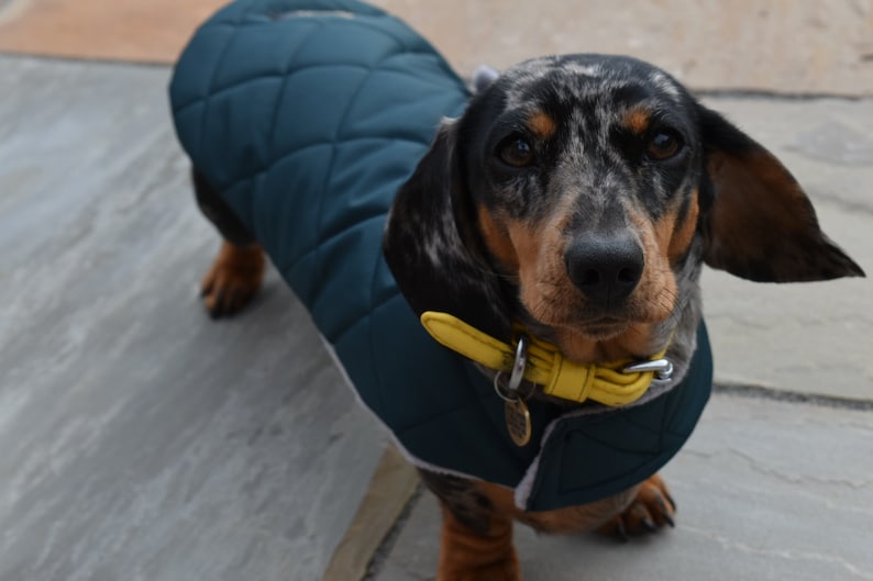 Custom Fit Waterproof Dachshund Coat Dachshund Raincoat, Dog Coat, Dachshund Coat image 5