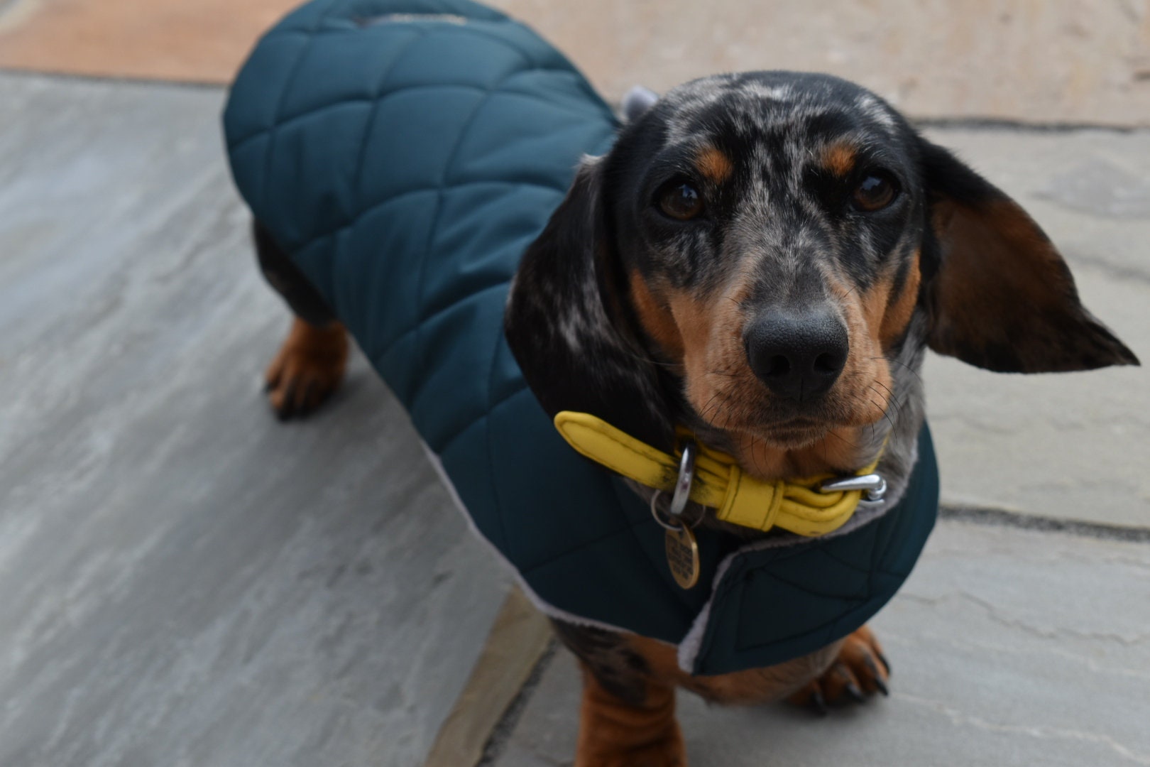 Coats for dachshund best sale dogs