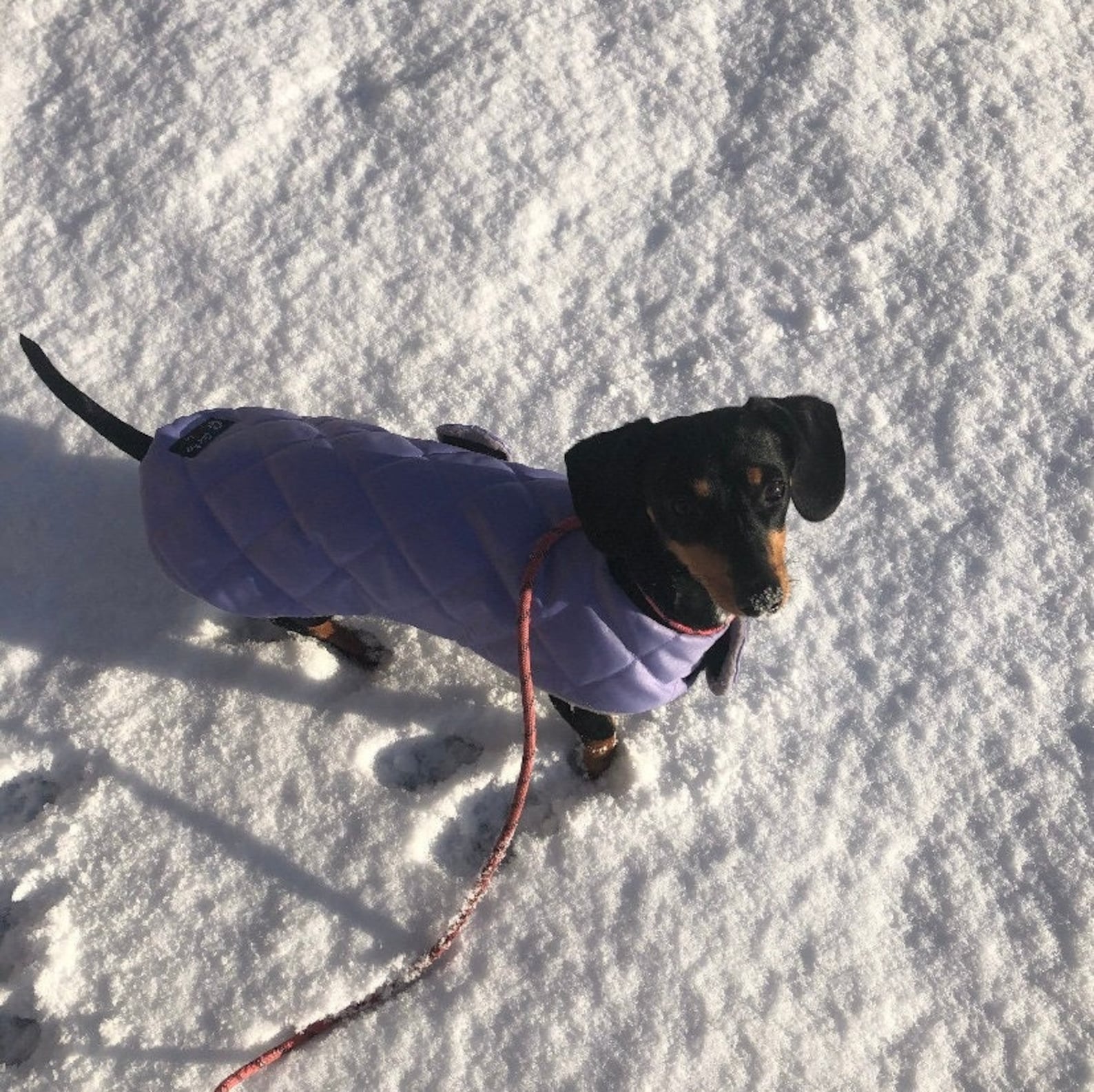 Custom Fit Waterproof Dachshund Coat Dachshund Raincoat Dog Etsy