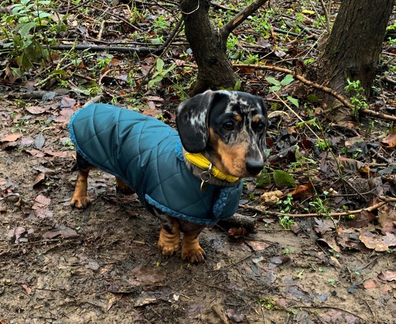 Dachshund Jacket Dachshund Jacket