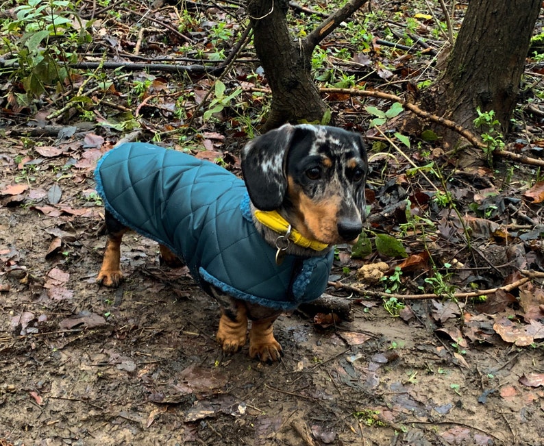 Custom fit Dachshund waterproof coat. Available in 14 different colours, the outer layer has a quilted affect and fully waterproof. The coat simply fasten around the neck and underbelly strap that fastens on the side with velcro for ease.