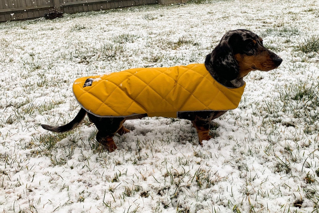 Joules dog coats waterproof new arrivals