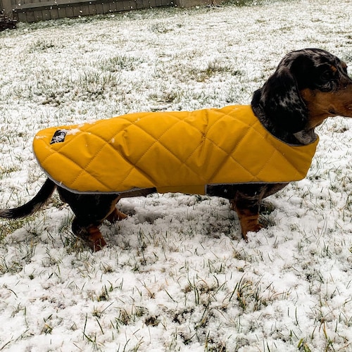 Custom Fit Dachshund Coat Waterproof Dog Coat Sausage Dog Etsy