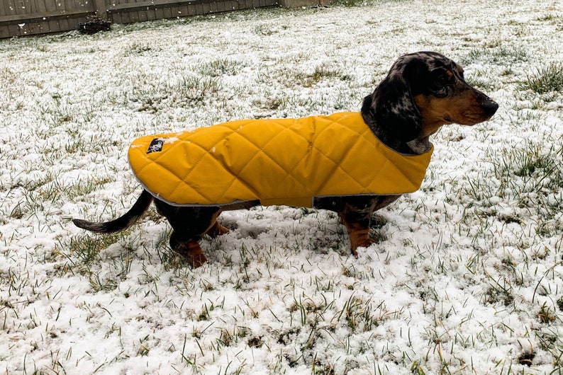 Custom fit Dachshund waterproof coat. Available in 14 different colours, the outer layer has a quilted affect and fully waterproof. The coat simply fasten around the neck and underbelly strap that fastens on the side with velcro for ease.