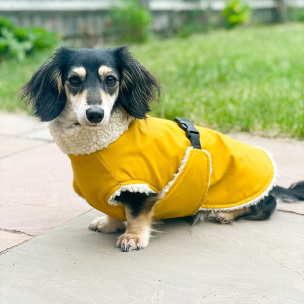 Dachshund Winter Coat, Extra Warm Waterproof Dachshund Coat