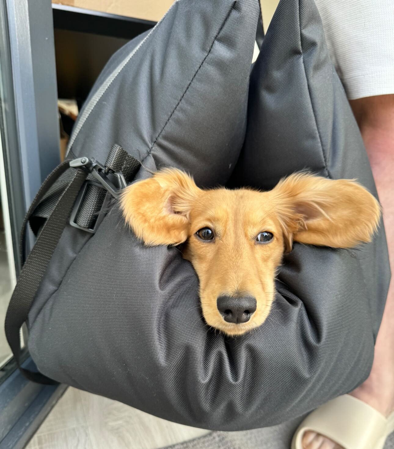 thumbnail image 2 of Pet Travel Car Seat Booster Carrier Box Basket With Seat Belt Harness Restraint For Puppy And Cat Copy 2 of 10