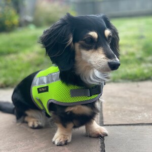 Peut inclure: Un teckel noir et fauve portant un gilet de s&eacute;curit&eacute; pour chien en maille verte et grise avec des bandes r&eacute;fl&eacute;chissantes. Le gilet porte l'inscription "The Pup's".