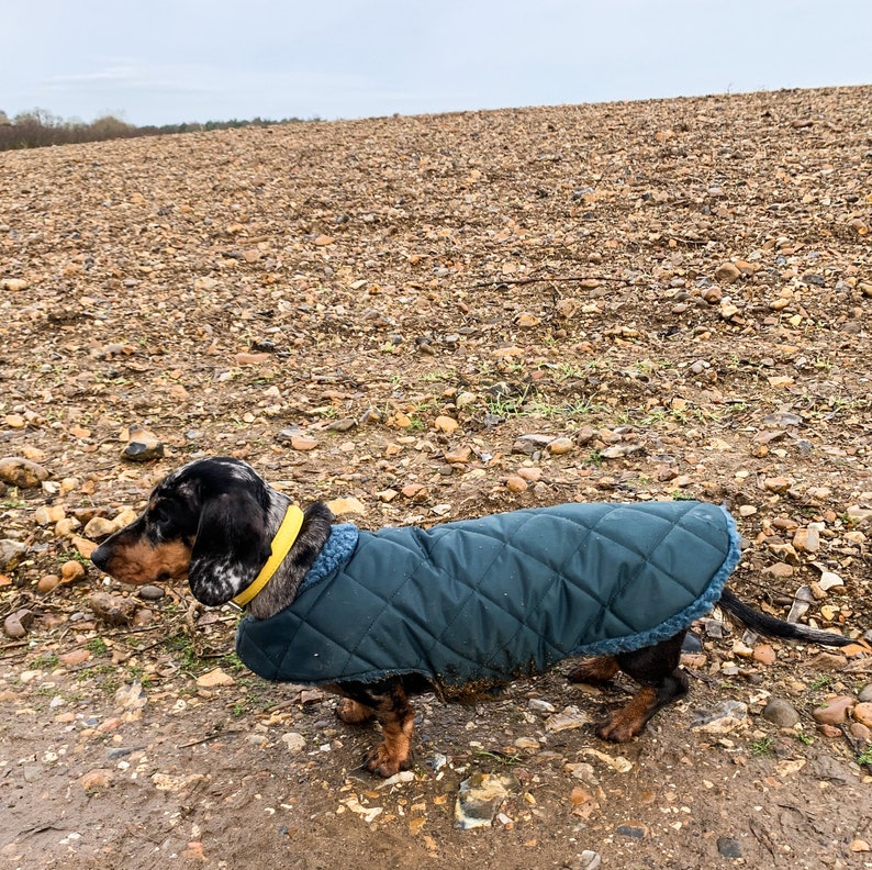 Custom fit Dachshund waterproof coat. Available in 14 different colours, the outer layer has a quilted affect and fully waterproof. The coat simply fasten around the neck and underbelly strap that fastens on the side with velcro for ease.