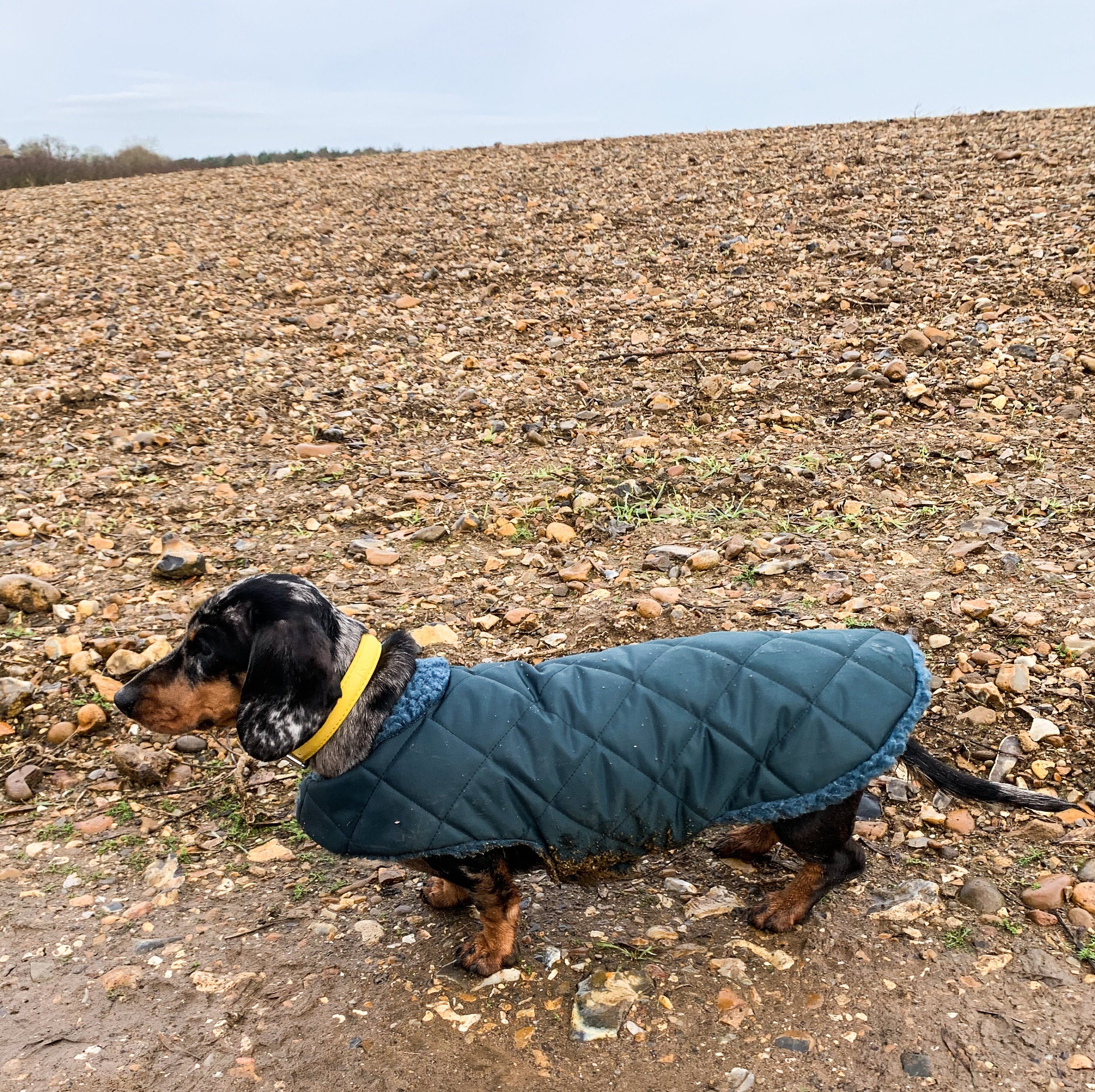 Extra Warm Dachshund Coat Waterproof Custom Fit Dachshund Etsy