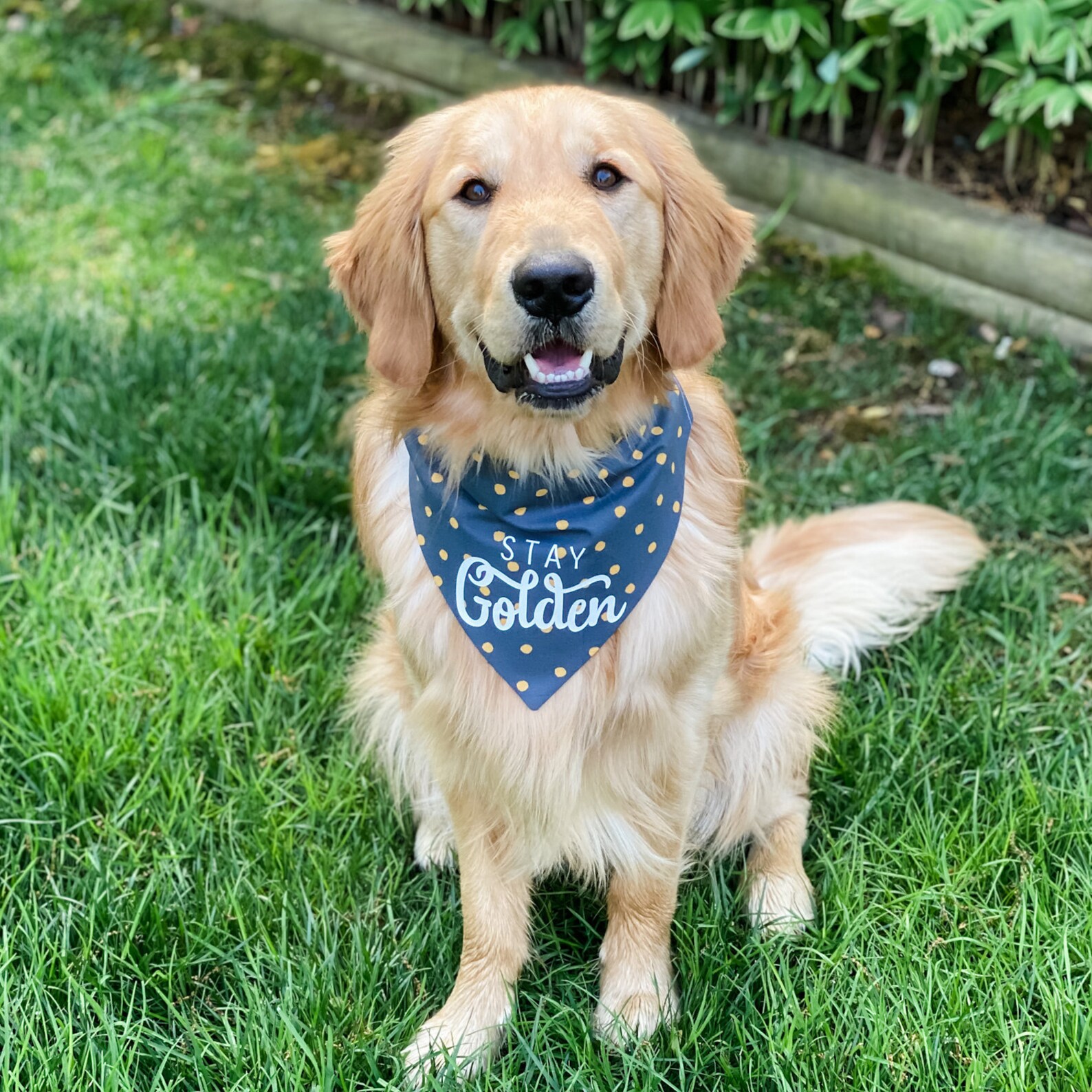 Stay Golden Dog Bandana/ Golden Retriever Bandana/ Golden Etsy