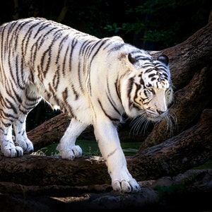 Stalking White Tiger