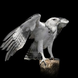 May include: A white and grey hawk with a black background. The hawk has its wings spread out and is perched on a tree stump.