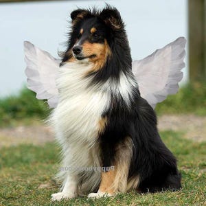 Halloween engelenvleugels voor kleine honden 10-35 pond rood zwart of wit of roze hondenkostuum veren gratis verzending!