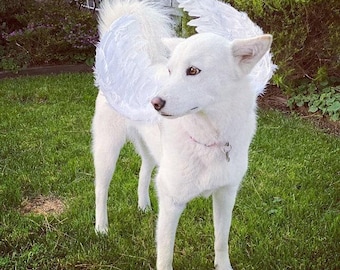Halloween angel wings for dogs red black or white or pink dog costume feather 25-50lbs