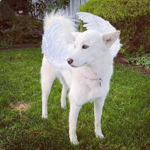 Ailes d'ange d'Halloween pour chiens, rouges, noires, blanches ou roses, déguisement de chien en plumes, 11-23 kg