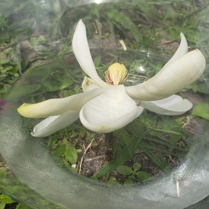 May include: A white magnolia flower with large, delicate petals is displayed in a clear glass bowl. The flower's center is a pale yellow with red accents. The bowl sits on a bed of green grass and foliage.