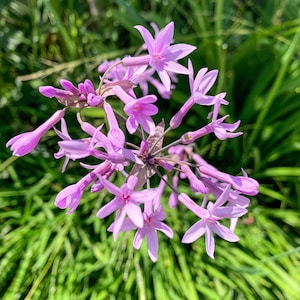 4 Society Garlic, Tulbaghia, Wild Garlic Live Plant