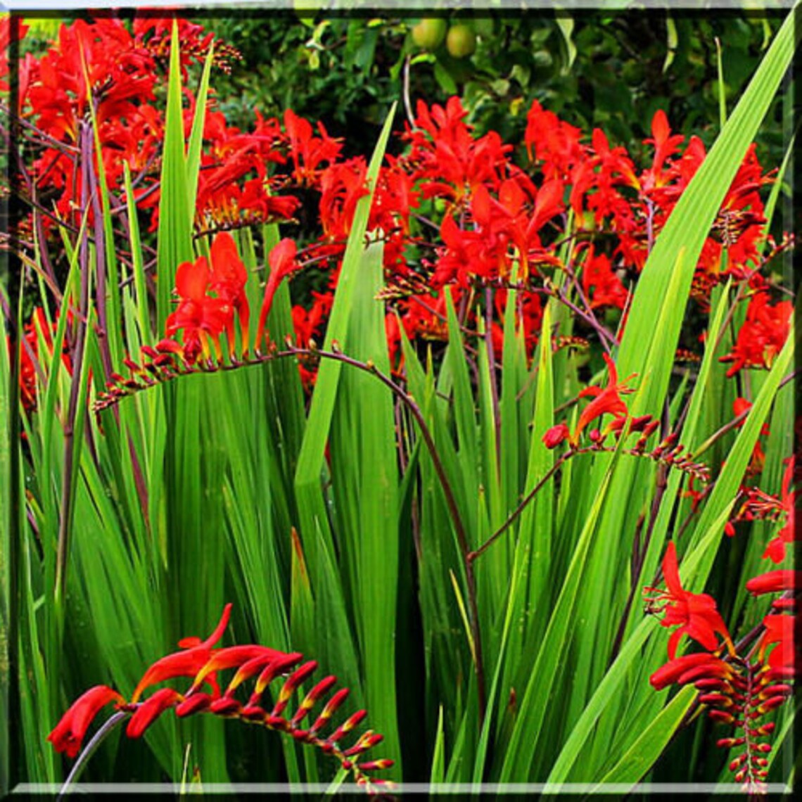 5 Crocosmia Lucifer Live Plant Bulb Etsy