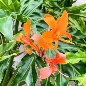 Orange Canna Lily - Seeds, Bulbs - Live Plant