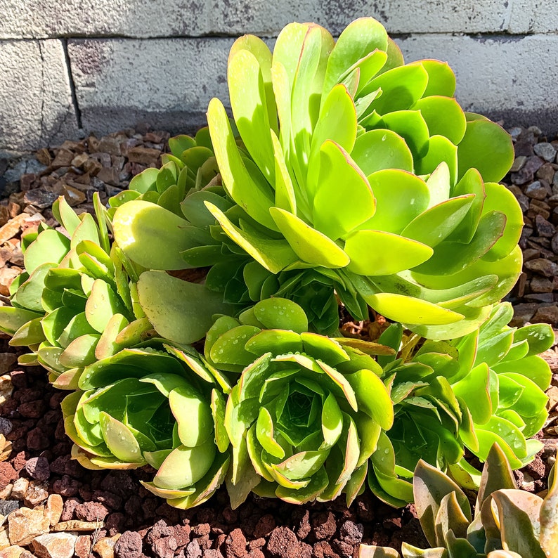 Aeonium Urbicum Saucer Salad Bowl Plant Succulent Cutting Live Etsy