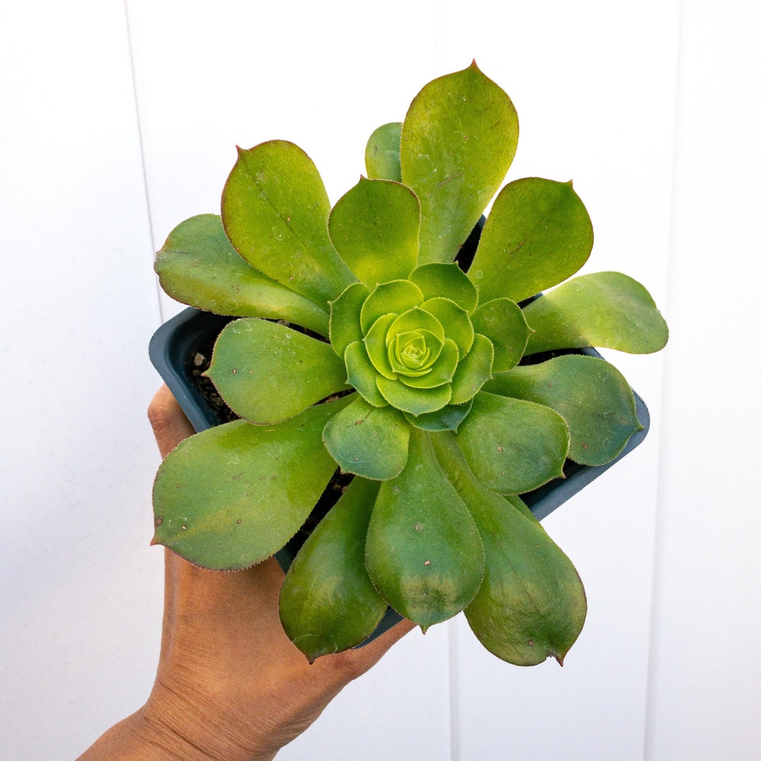 6 Aeonium Urbicum Saucer Salad Bowl Plant Succulent Live Etsy