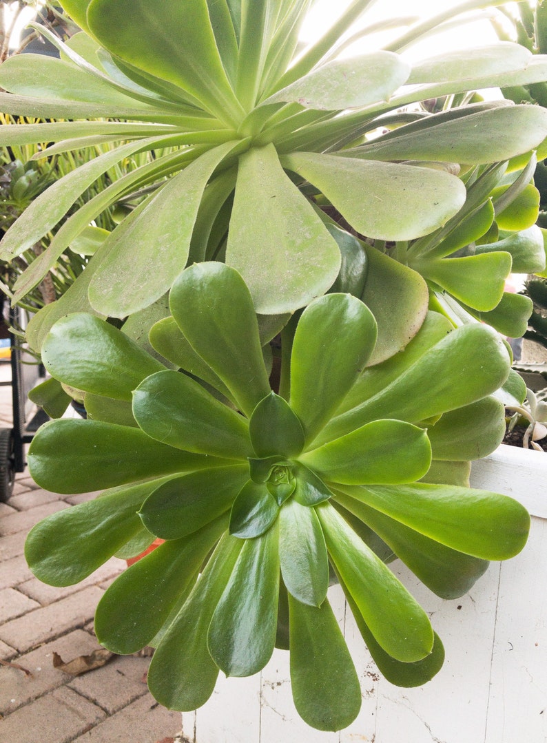 Aeonium Urbicum Saucer Salad Bowl Plant Succulent Cutting Live Etsy