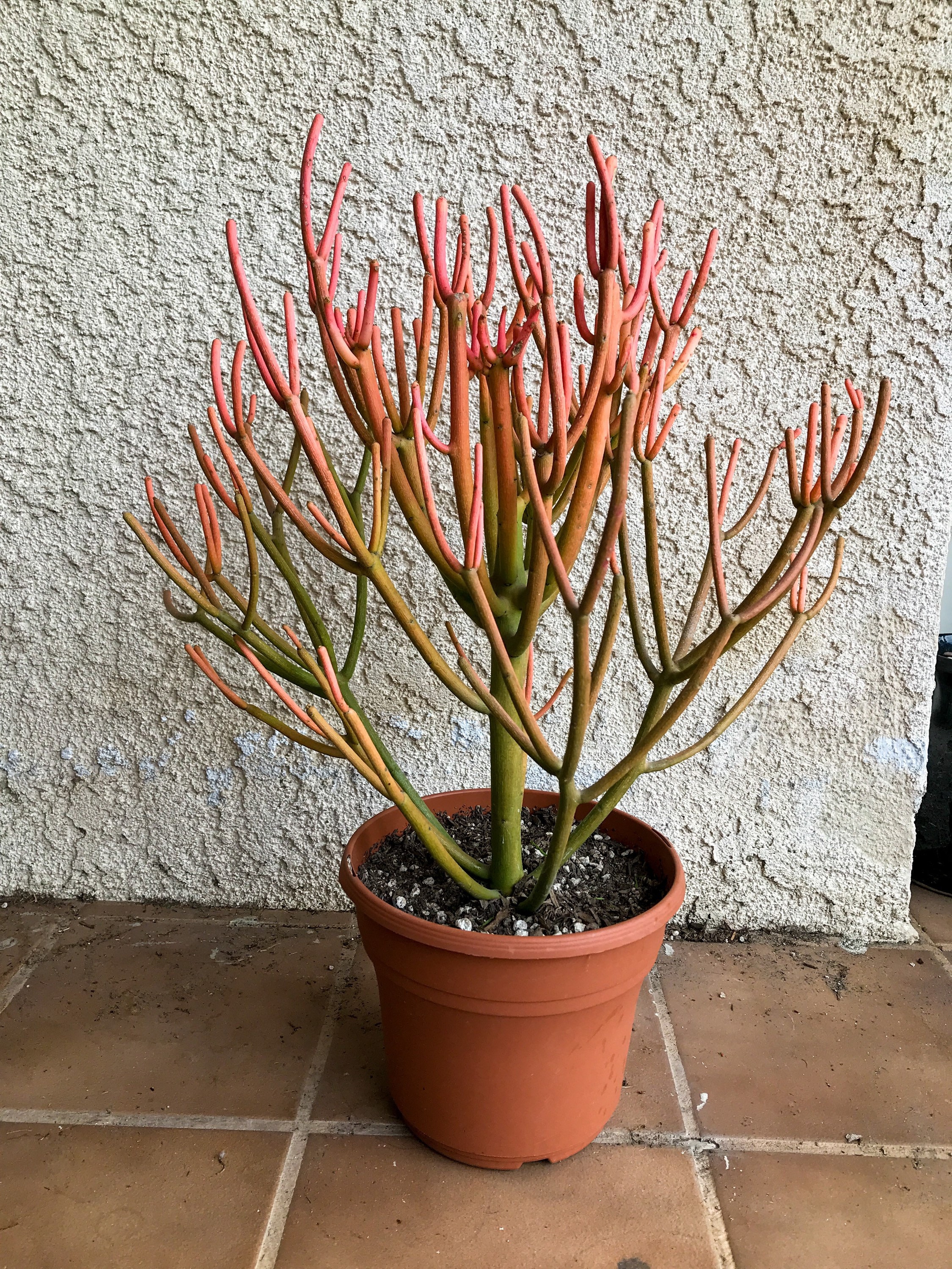 Firestick Cactus Euphorbia Tirucalli Sticks on Fire Succulent - Etsy Firestick Cactus Euphorbia Tirucalli Sticks on Fire Succulent - Etsy