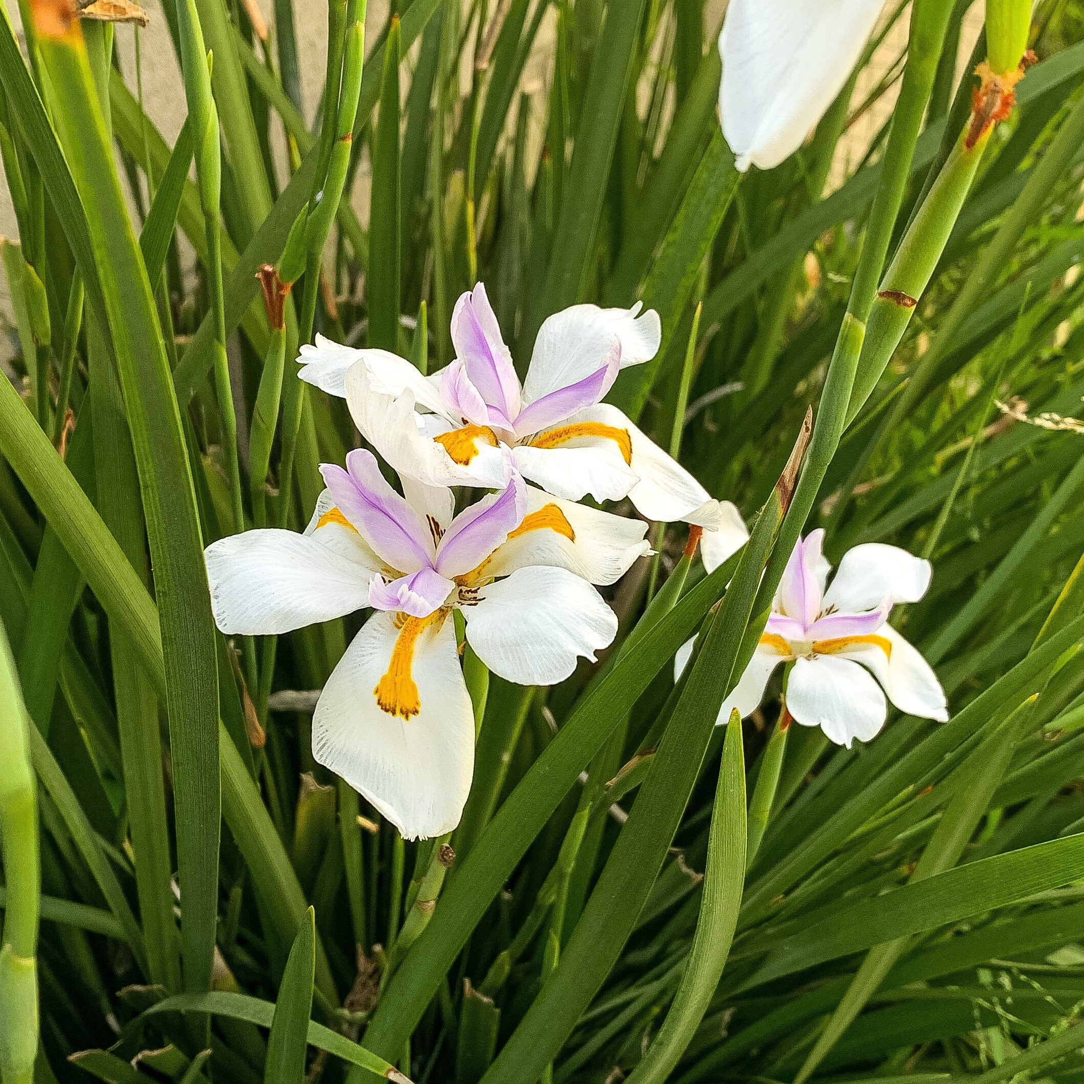 TWO African Iris Fortnight Lily Butterfly Iris Live Plant Etsy