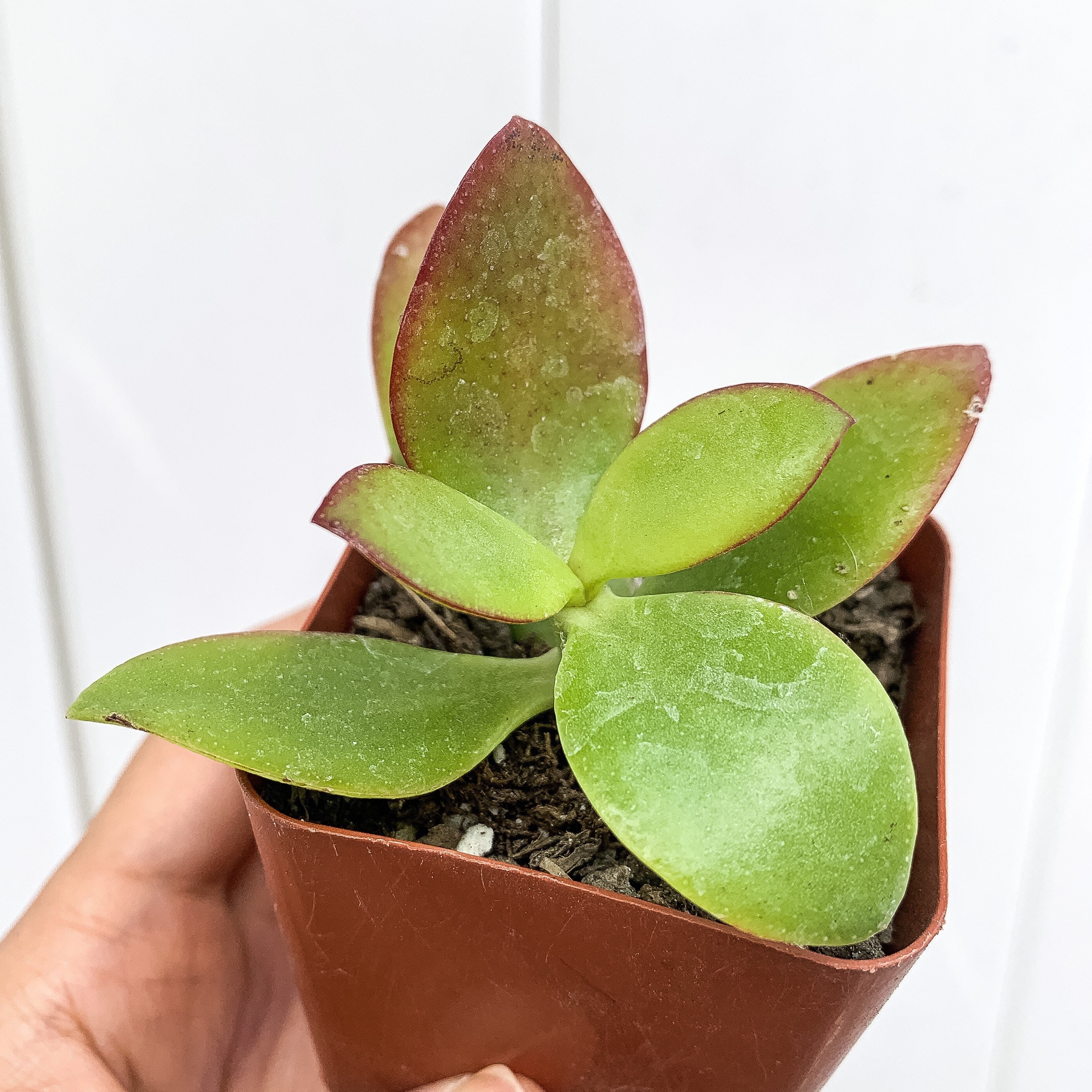 Crassula Obliqua Propeller Jade Ovata Money Plant Live Etsy