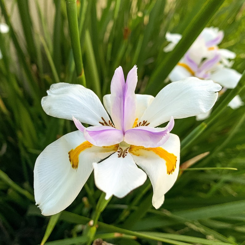 TWO African Iris Fortnight Lily Butterfly Iris Live Plant Etsy