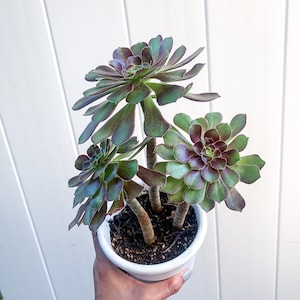 3 Aeonium Arboreum Succulent Live Plant