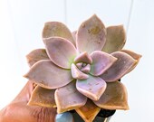 Ghost Plant, Graptopetalum paraguayense, Mother of Pearls, Sedum weinbergii Succulent Live Plant