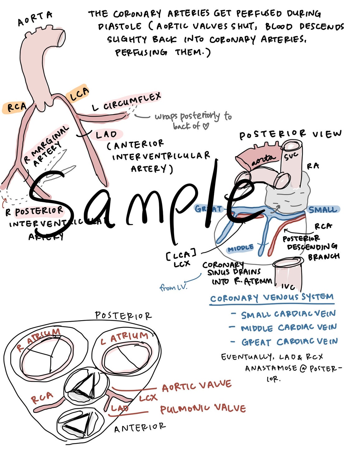 Cardiac Anatomy Monitoring Anesthesia Notes Etsy