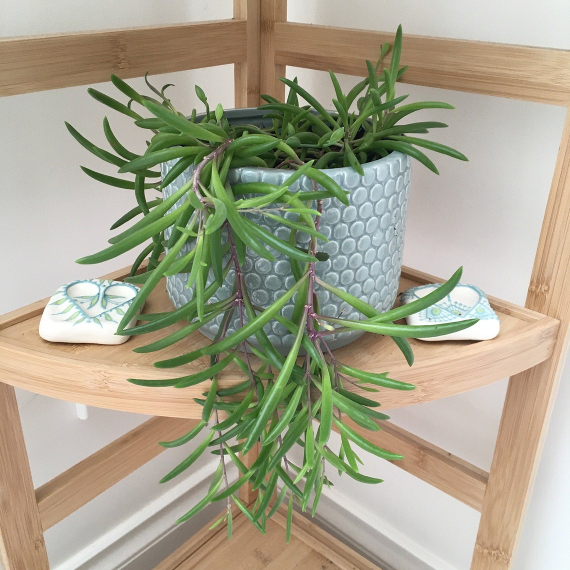 String Bean Succulent