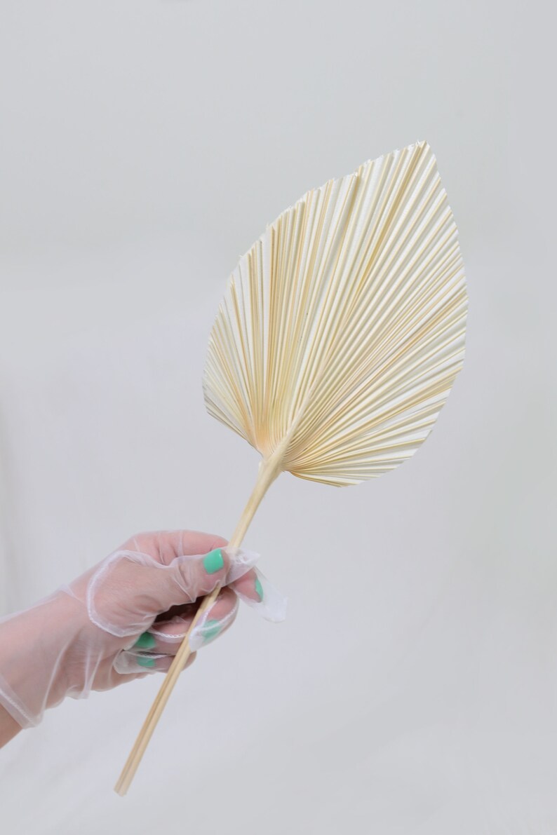 Boho Wedding and Bridal Bouquet Natural Large Palm Leaves SPEAR DRIED PALM Leaves