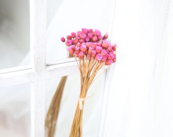 May include: A bouquet of dried pink flowers tied with a beige ribbon, set against a white window frame and sheer white curtain. The flowers have small, round blooms and long, slender stems.