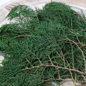 Winter Greenery Preserved Cedar Foliage / Cedar Greenery / Evergreen Foliage / best quality