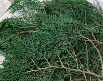 Winter Greenery Preserved Cedar Foliage / Cedar Greenery / Evergreen Foliage / best quality