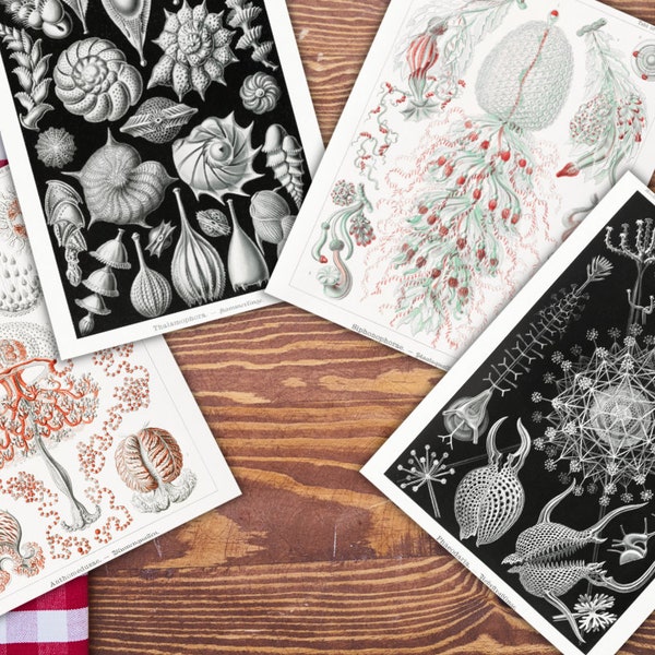 50+ Ernst Haeckel ocean art prints, prints, giclée, home decor, illustration, poster, wall art, digital prints, haeckel poster, wall decor