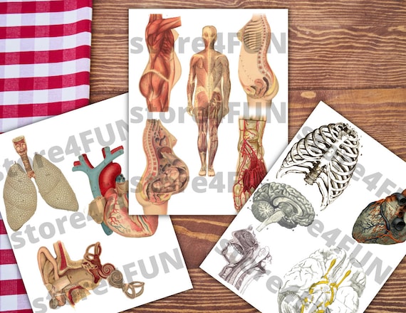 50 Anatomy PNG Digital Prints Anatomy Instant Download | Etsy