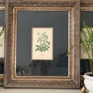 Antique Rosa Multiflora Botanical illustration Reproduction Print by Désire Georges Jean Marie Bios/ framed Chromolithogragh Series