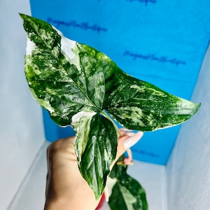 Med/Low Variegation available | Syngonium Albo Single Leaf Cutting | Single Node | Syngonium podophyllum | Rare Arrowhead Clipping