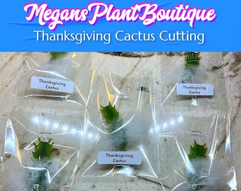 Thanksgiving Cactus Cutting