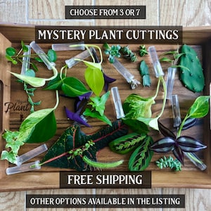 Cuttings for Propagation | Variety of Plant Cuttings (no repeats) | Unrooted Clippings | Plant Mystery Box