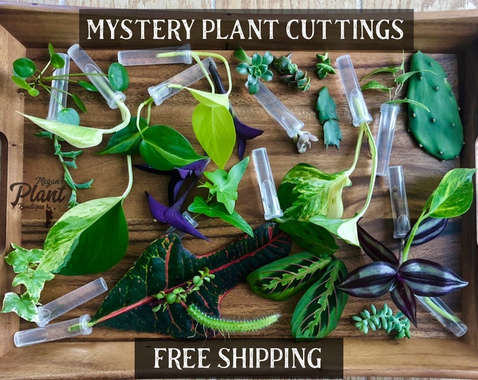 Featured listing image: Cuttings for Propagation | Variety of Plant Cuttings (no repeats) | Unrooted Clippings | Plant Mystery Box
