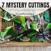 7 Clippings for Propagation | Variety of Plant Cuttings (no repeats) | 7 Unrooted Cuttings | Plant Mystery Box | I Ship Monday-Wednesday 